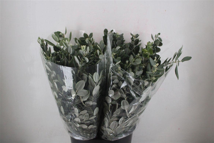 <h4>Pittosp Ralphi Leaves 200gr P Bunch</h4>