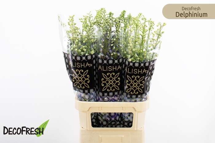 <h4>DELPH DU GEM FUST</h4>