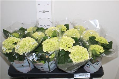 <h4>Hydr M Wudu 3-4 Bloemen++</h4>