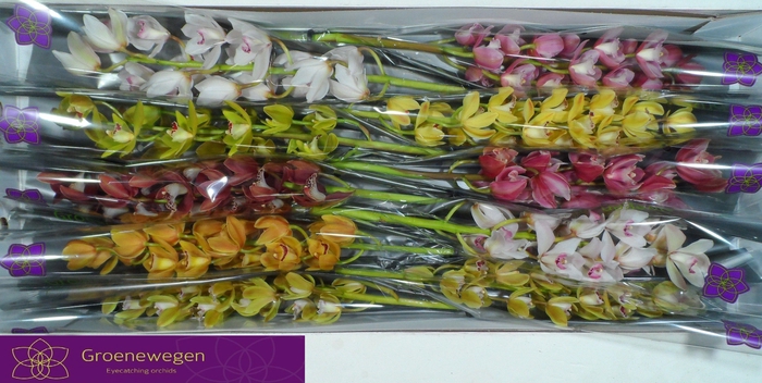 <h4>CYMB MI GEM</h4>