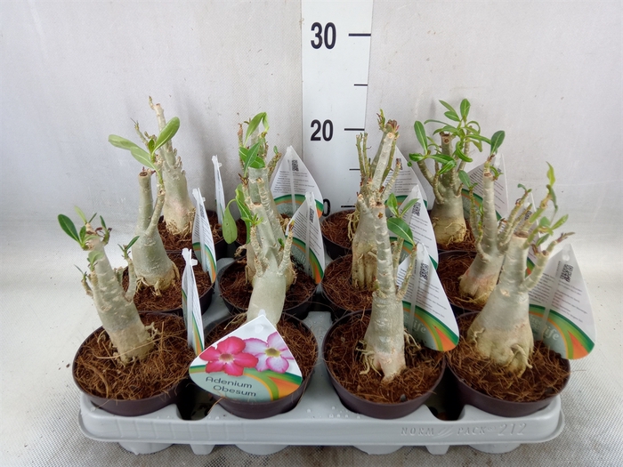 <h4>Adenium obesum</h4>