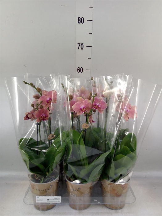<h4>Phalaenopsis   ...orange</h4>
