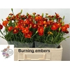 TAGE BURNING EMBERS