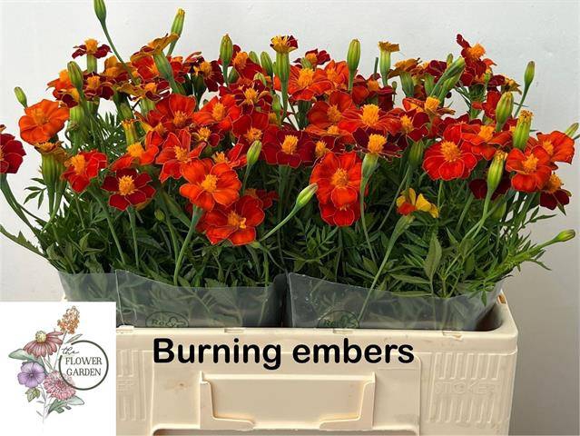 TAGE BURNING EMBERS