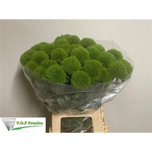 Di Barb Kiwi Cool 65cm