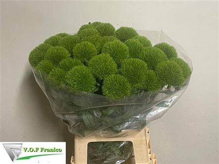 <h4>Di Barb Kiwi Cool 65cm</h4>