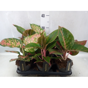 Aglaonema   ...