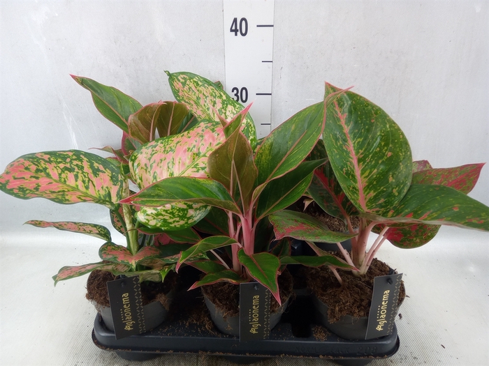 Aglaonema   ...