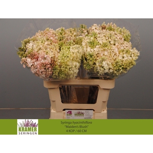 SYR HY MAIDENS BLUSH