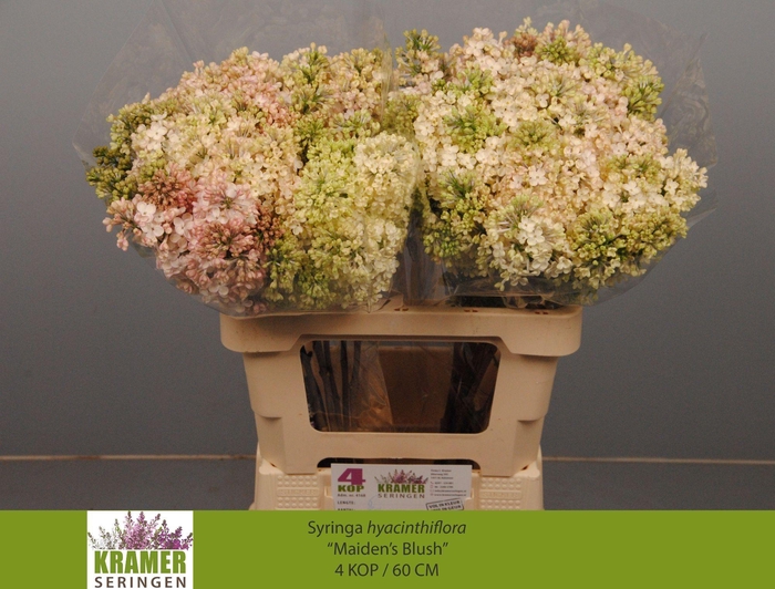 <h4>SYR HY MAIDENS BLUSH</h4>