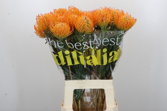 <h4>Nutans Ayoba Sun</h4>