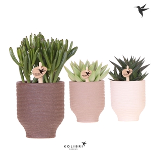 Kolibri Greens Succulenten mix in Beach pot mix