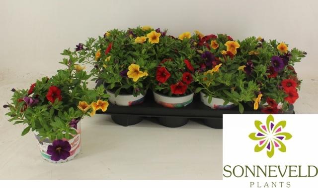 <h4>Calib C G Haw Trio</h4>