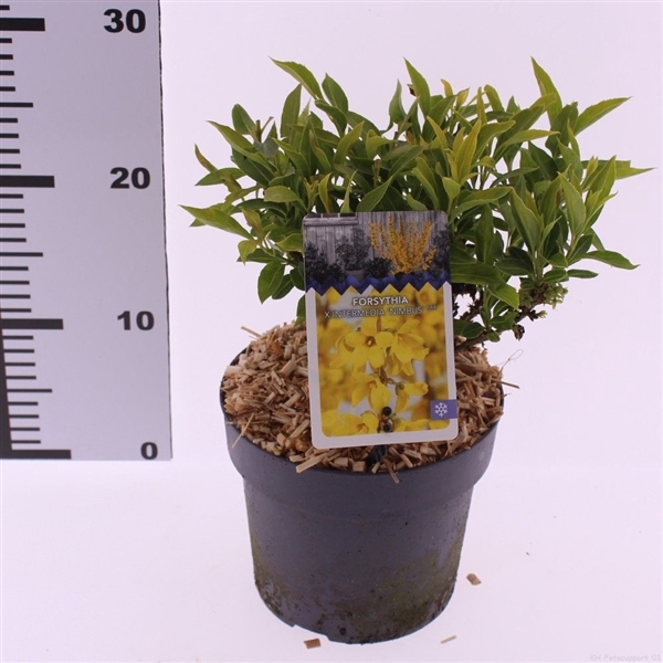 <h4>Forsythia x intermedia 'Nimbus'</h4>