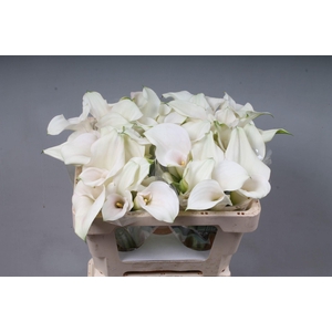 CALLA 'CAPTAIN VENTURA'