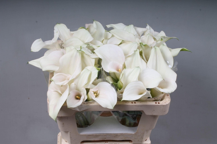 <h4>CALLA 'CAPTAIN VENTURA'</h4>