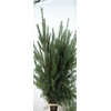 PINUS ALASKA PER STEM 180CM/200CM