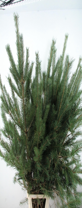 PINUS ALASKA PER STEM 180CM/200CM