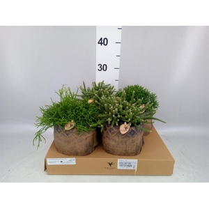 Rhipsalis ...mix