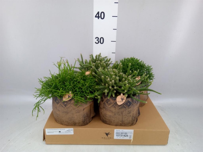<h4>Rhipsalis ...mix</h4>