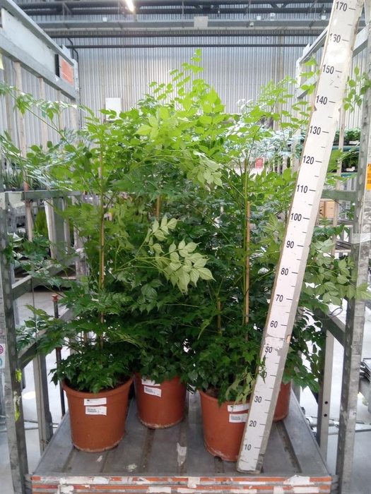 <h4>Radermachera sinica</h4>