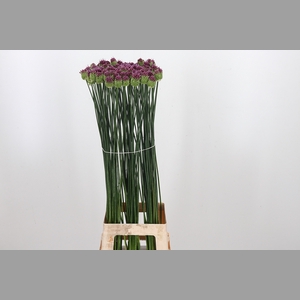 Allium Sphaerocephal (kogel)