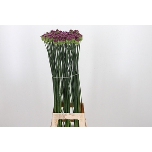 Allium Sphaerocephal (kogel)