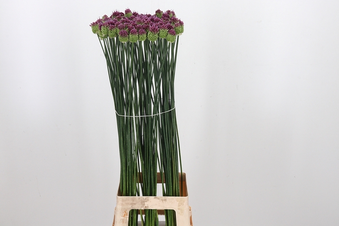 <h4>Allium Sphaerocephal (kogel)</h4>