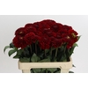 Dahlia Red Fox