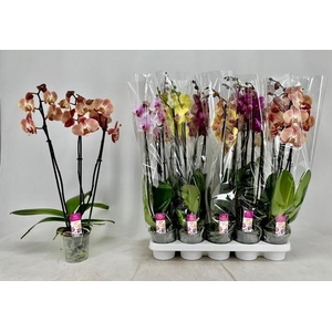 PHAL GEM
