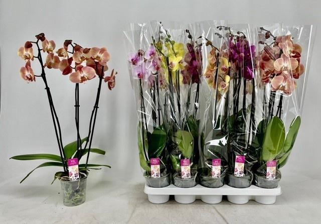 <h4>PHAL GEM</h4>