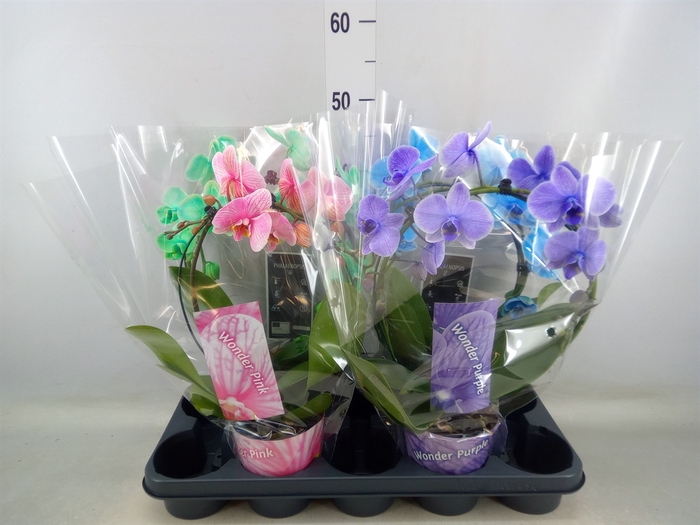 <h4>Phalaenopsis   ...</h4>