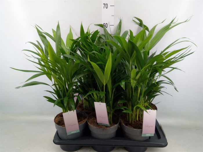 <h4>Dypsis lutescens   ...Chrysalidoca</h4>