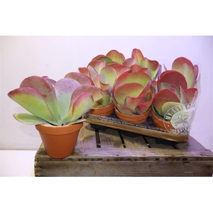 Kalanchoe Thyrsifl In Terra Cotta