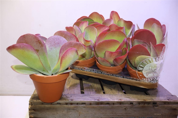 <h4>Kalanchoe Thyrsifl In Terra Cotta</h4>
