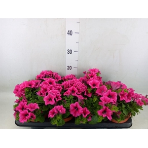 Petunia  'Famous Pink'