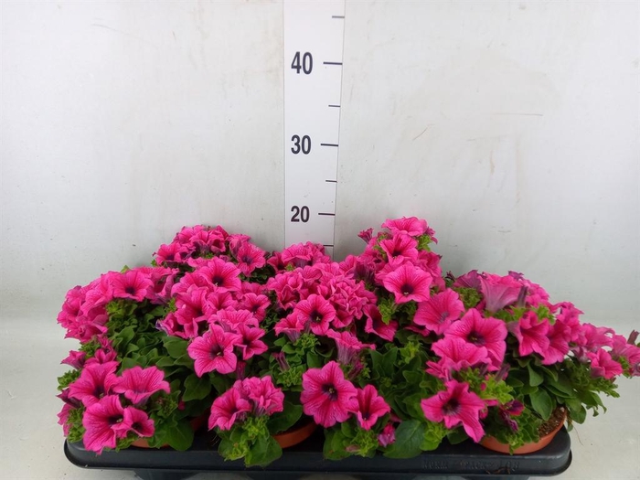 <h4>Petunia  'Famous Pink'</h4>
