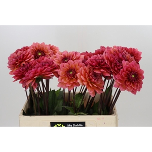 Dahlia Salmon Runner