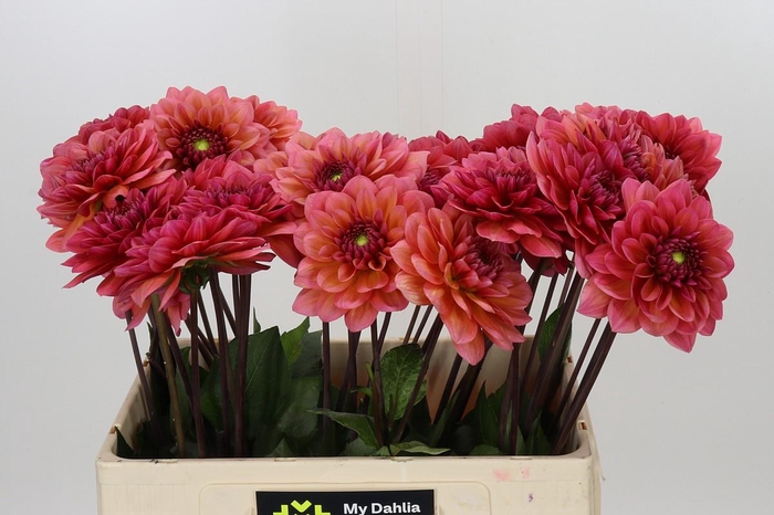 <h4>Dahlia Salmon Runner</h4>