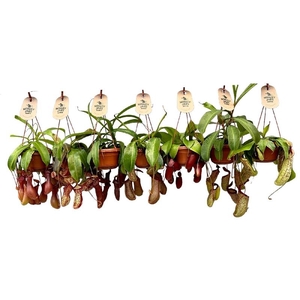 Nepenthes hangpot