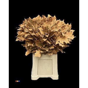 Quercus Klb Frosted Orange 80cm GK