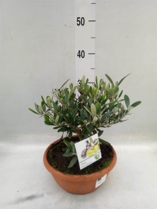 <h4>Olea europaea</h4>
