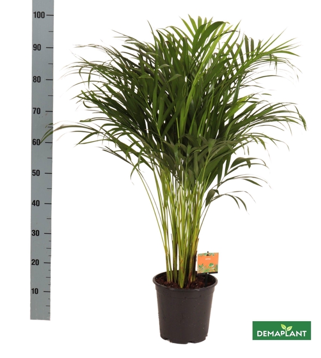 <h4>DYPSIS LUTESCENS</h4>