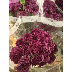 DI SP. SYMPLY SALMON