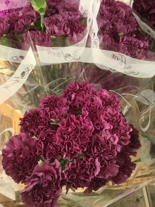 <h4>DI SP. SYMPLY SALMON</h4>