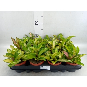 Hoya carnosa 'Tricolor'