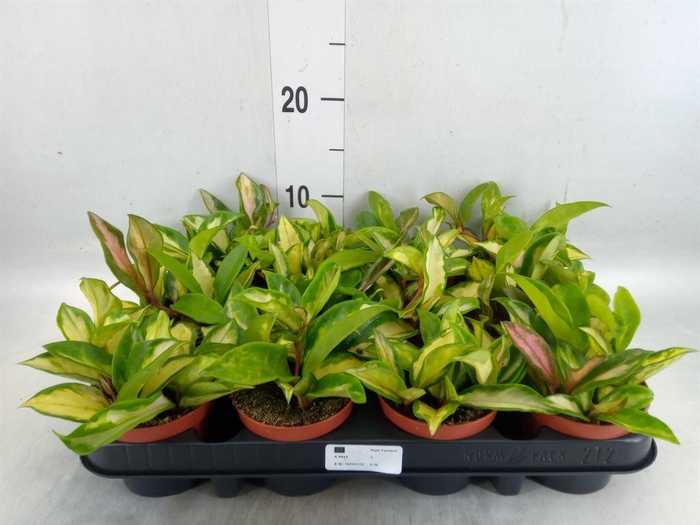 <h4>Hoya carnosa 'Tricolor'</h4>