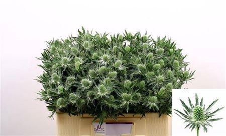 <h4>Eryn Sirius Qstar 50cm</h4>