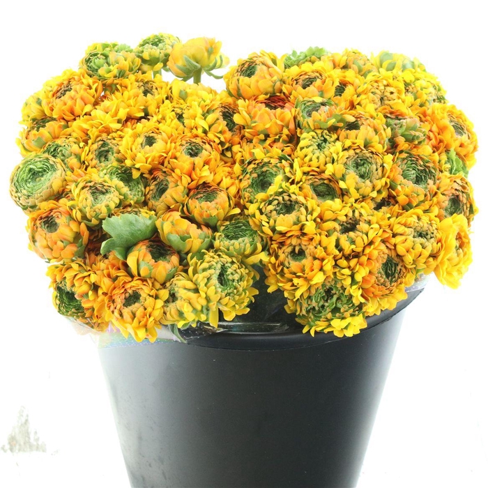 <h4>Ran Ponpon Merlino Orange Extra</h4>