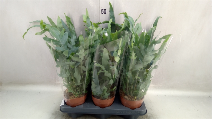 <h4>Phlebodium aureum 'Blue Star'</h4>